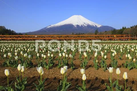Yamanashi Prefecture, Japan Stock Photos