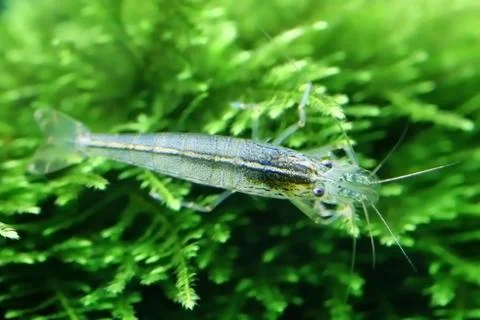Yamato shrimp on java moss Stock-Fotos