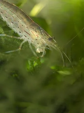 Yamato shrimp on java moss Stock Photos