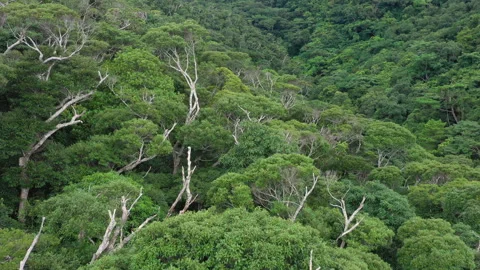 Yambaru Forest Stockbeeldmateriaal 332545854