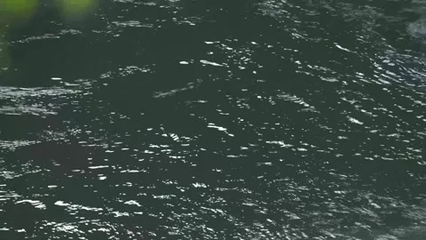 Yamuna river flowing through the valley of Yamunotri &amp; Uttarkashi. Video stock 278544883