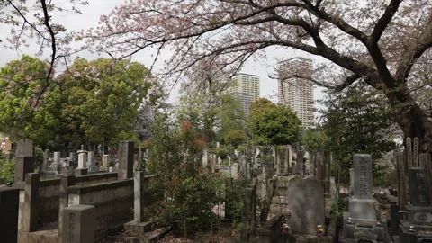 Yanaka Cemetary in Spring time - Cherry Blossom over Burial Grave Stones Vídeo Stock 242405036