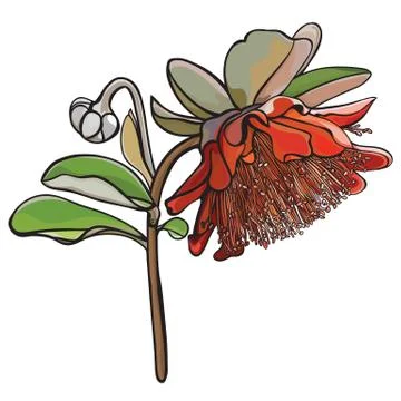 Yanchep Wildflower Illustrazione stock