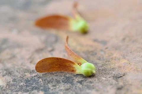 Yang fruit Stock Photos