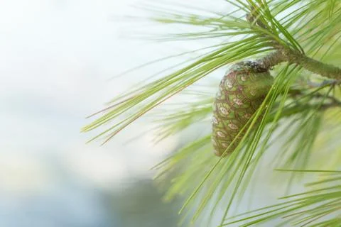 Yang green pine on pine branch with white background Stock Photos