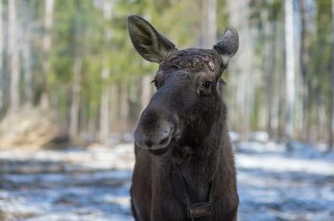 Yang moose big Stock Photos