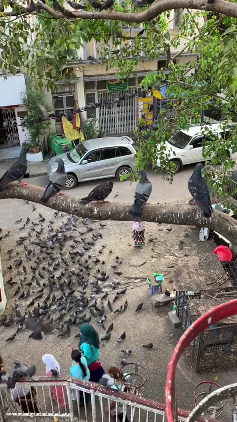 Yangon, Myanmar - 2019/12/02 : Square with lots of pigeons Vídeo Stock 343882160