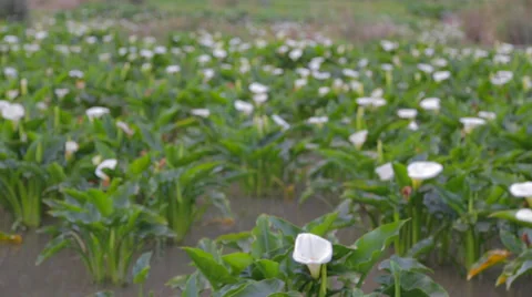 Yanmingshan - flower bed Stock Footage 39887685