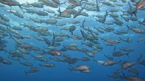 YAP JACKS 1 Stock Footage 277919560