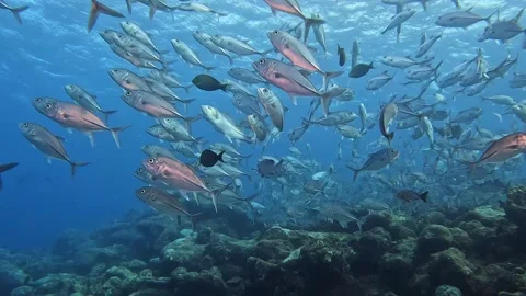 YAP JACKS 2 Stock Footage 277928714