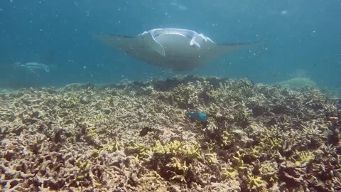 YAP MANTA 1 Stock Footage 277190302