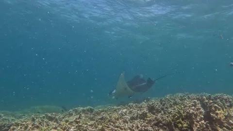 YAP MANTA 2 Stock Footage 277918943