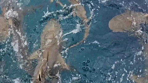 YAP SHARKS 3 Stock Footage 277931787