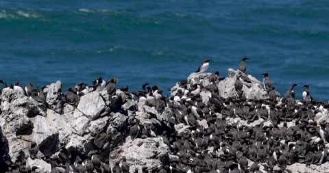 Yaquina head at Oregon, one of the largest Common Murre bird colonies on th.. Video stock 282910927