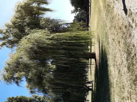 Yard and trees Stock Photos