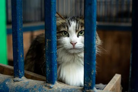 Yard cat behind bars Stock Photos