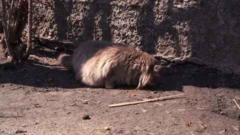 Yard cat eats food on the street Stock Footage 152406265