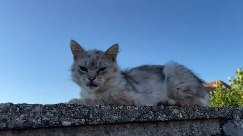 Yard cat lies on a brick wall Stock Footage 247625366