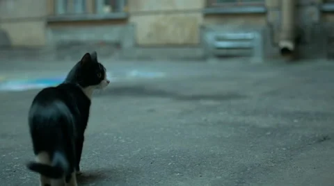 Yard cat looks around Stock Footage 67656722