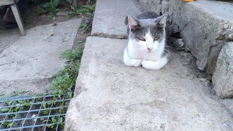 Yard cat , resting on the porch Stock Footage 283494079