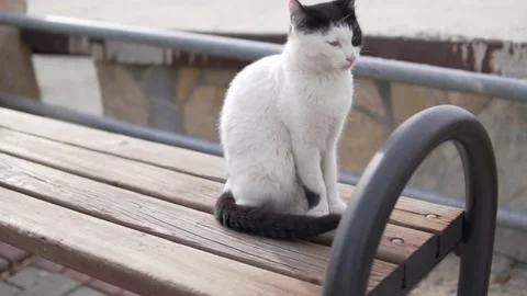 A yard cat sits on a park bench Stock Footage 232360680