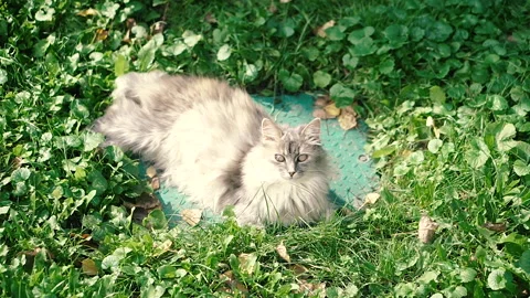 Yard cat. The yard cat is lying on the manhole. Stock Footage 150712825