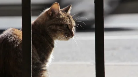 Yard cats 스톡 동영상 41657689