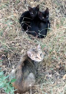 Yard cats Stock Photos