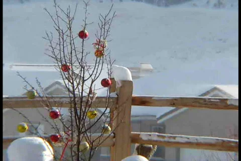 Yard Christmas Tree Видео 298663