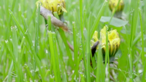 Yard dandelion slug wet grass Stock Footage 75426948