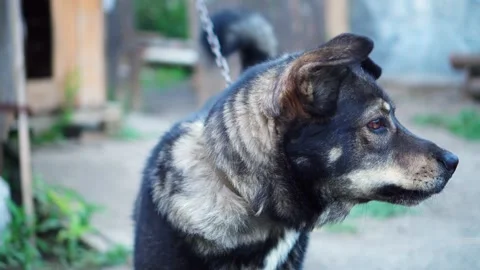 Yard dog on a chain barks and looks at the camera. House guard. Video stock 248955928