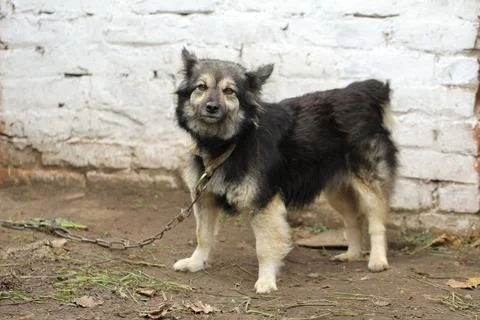 Yard dog on a chain Stock Photos