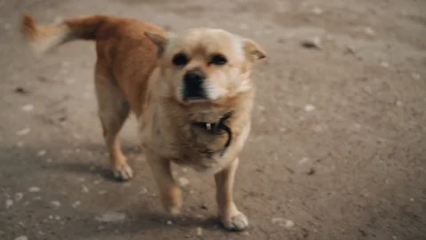 The yard dog chews something. Large shots of a dog on the street. Cool dog. Stock Footage 128016652