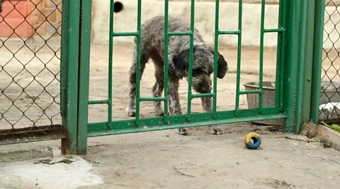 Yard Dog Grabs The Toy Stock Footage 38284895