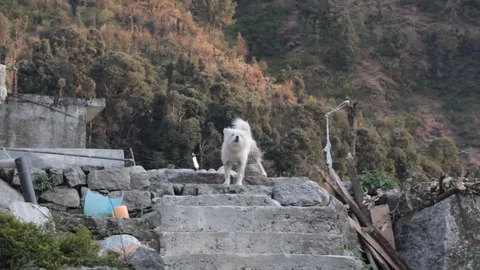 Yard dog in the Himalayas 動画素材 103161769