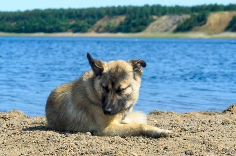 The yard dog lies looking down at the sandy-pebble beach on the Bank of the N Stock Photos