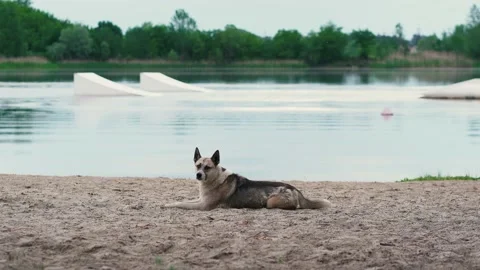 Yard dog resting lying on the sand by the river Stock-Footage 197076003