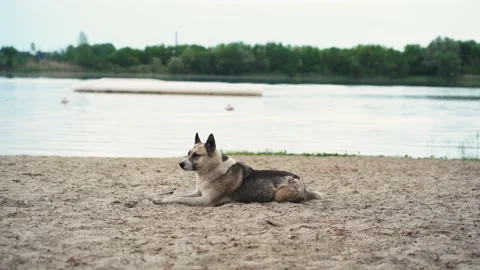 Yard dog resting lying on the sand by the river Stock Footage 208851919