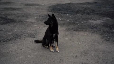 Yard dog sitting on the pavement Stock Footage 146180245