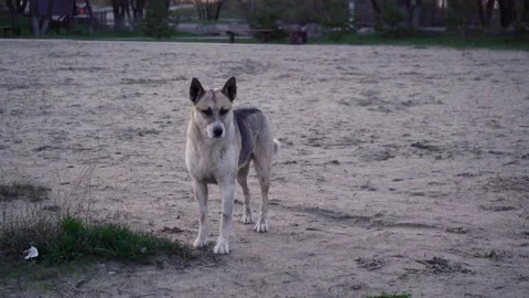 Yard dog stands on the beach Stock Footage 153928744