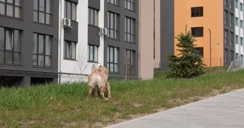 Yard dog walking on the street Stock Footage 182575271