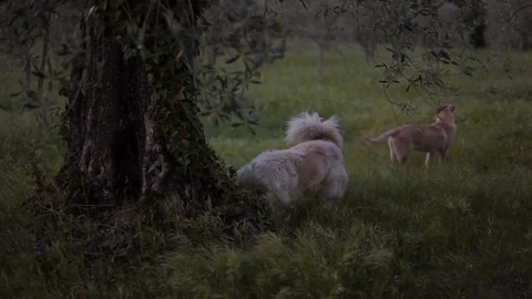 Yard dogs on the farm Stock Footage