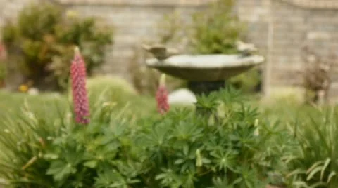 Yard Video stock 8949700