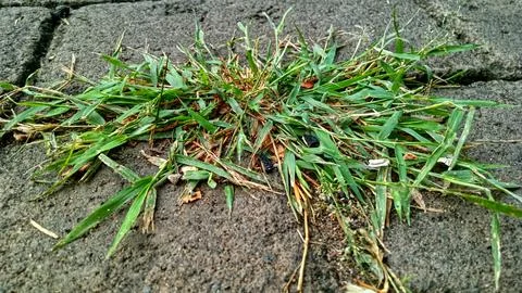 Yard grass Foto stock