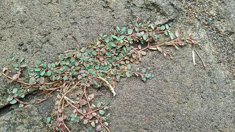 Yard grass Stock Photos