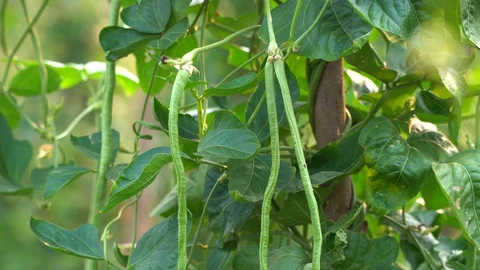 Yard long bean farm in the morning sunshine. Stock Footage 128215744