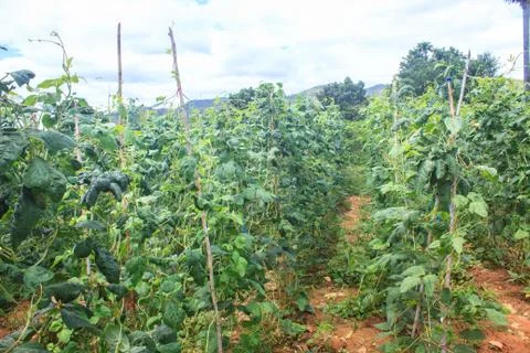 Yard long bean farm Stock Photos
