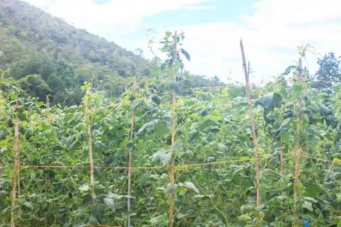 Yard long bean farm Stock Photos