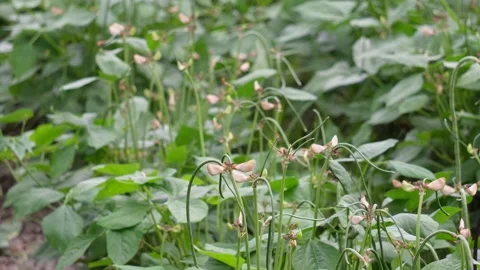 Yard long bean flowers 스톡 동영상 344814240