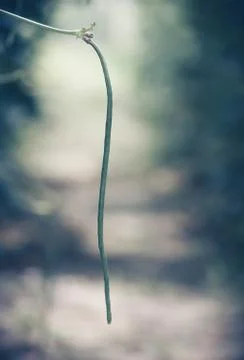 Yard long bean Stock Photos